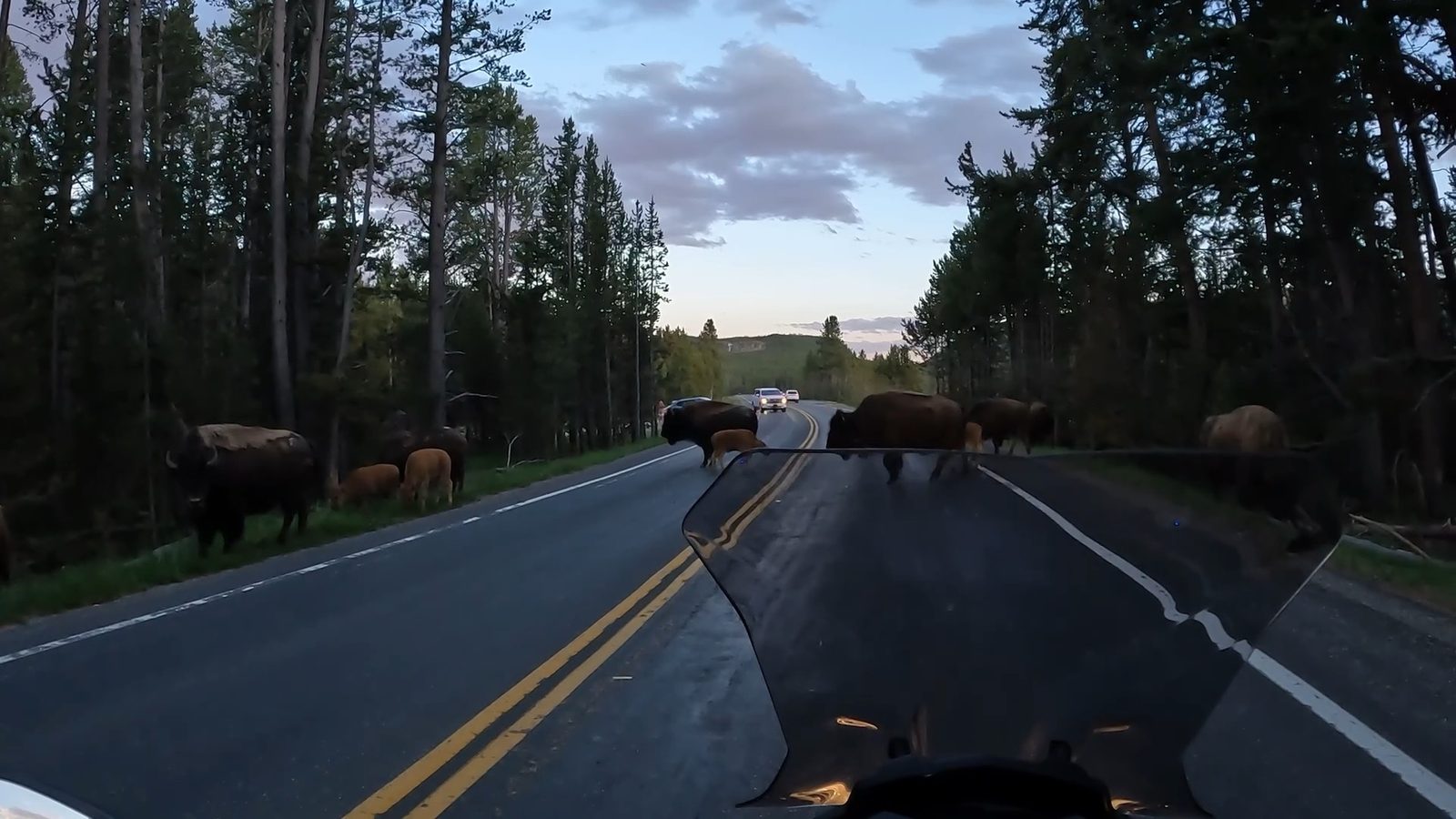 A bison herd crossing the road in Yellowstone